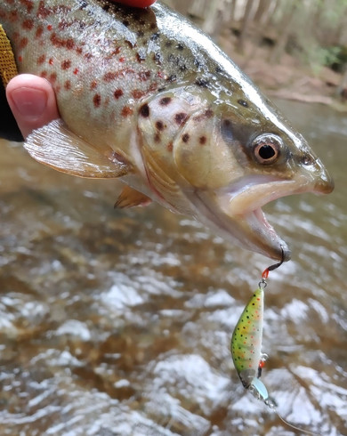 Trout-TG 50мм, изображение 2